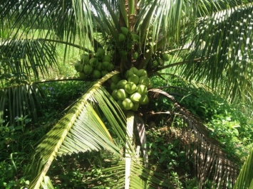 Kỹ Thuật Chọn Giống Dừa