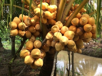 Bản tin giá dừa từ ngày 20/01 đến ngày 28/01/2021